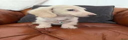 Miniature Dachshund dogs for sale: Stunning Pure Cream Longcoat Male  - Advert 8