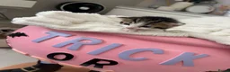 Mixed Breed cats for sale: Beautiful Maine Coon × Ragdoll Mix Kittens - Advert 16