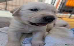 Golden Retriever dogs for sale:  KC Registered Golden Retriever Puppies.  - Image 28