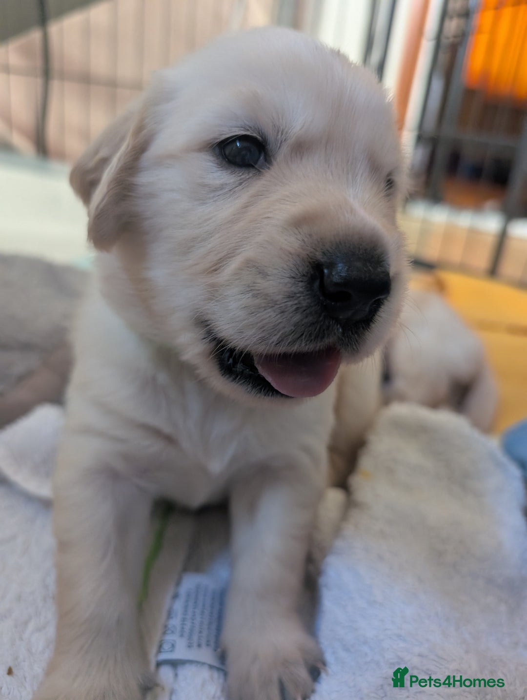 Golden Retriever dogs for sale:  KC Registered Golden Retriever Puppies.  - Image 28
