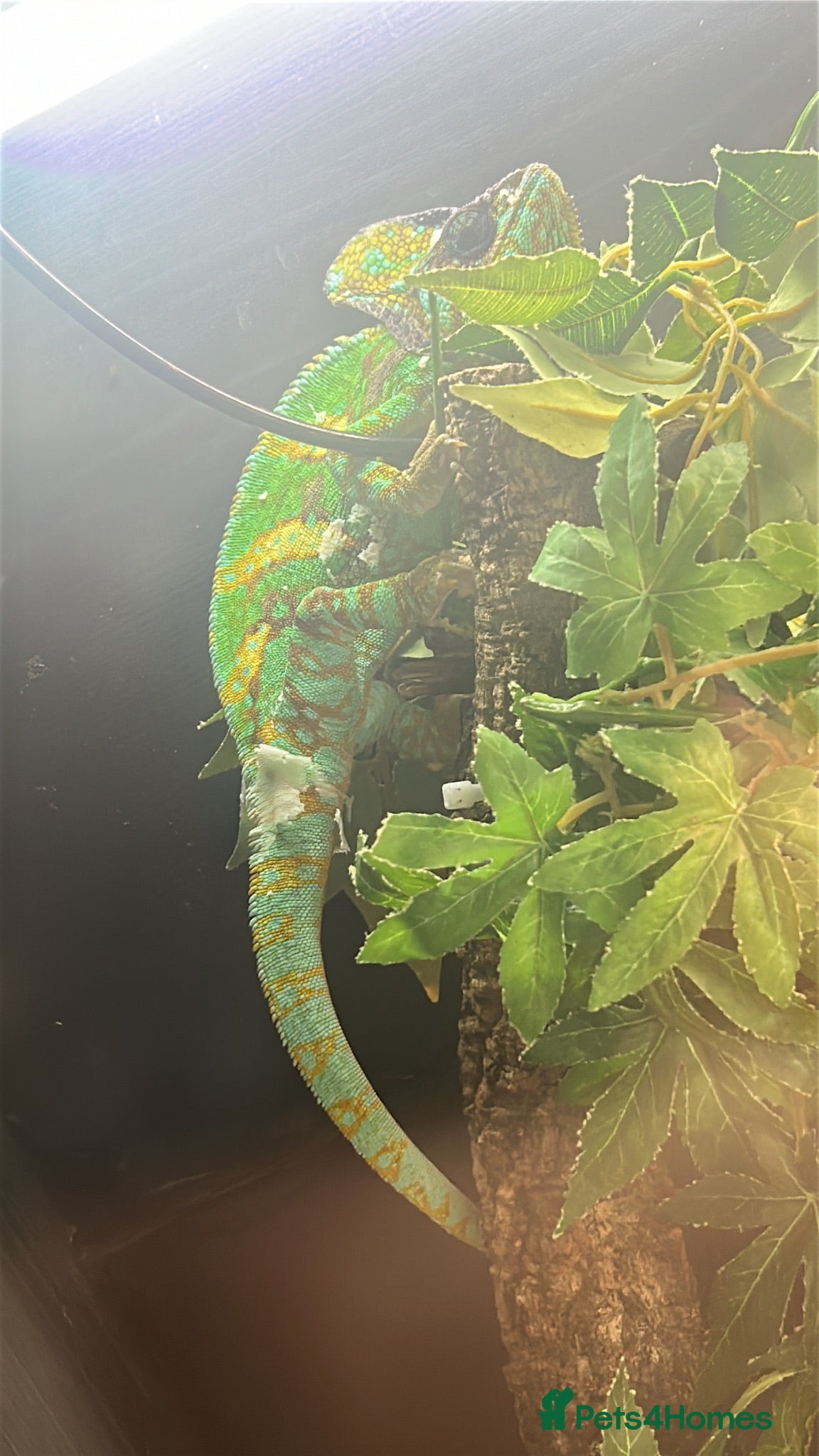 Chameleon reptiles Forsale  - Advert 1