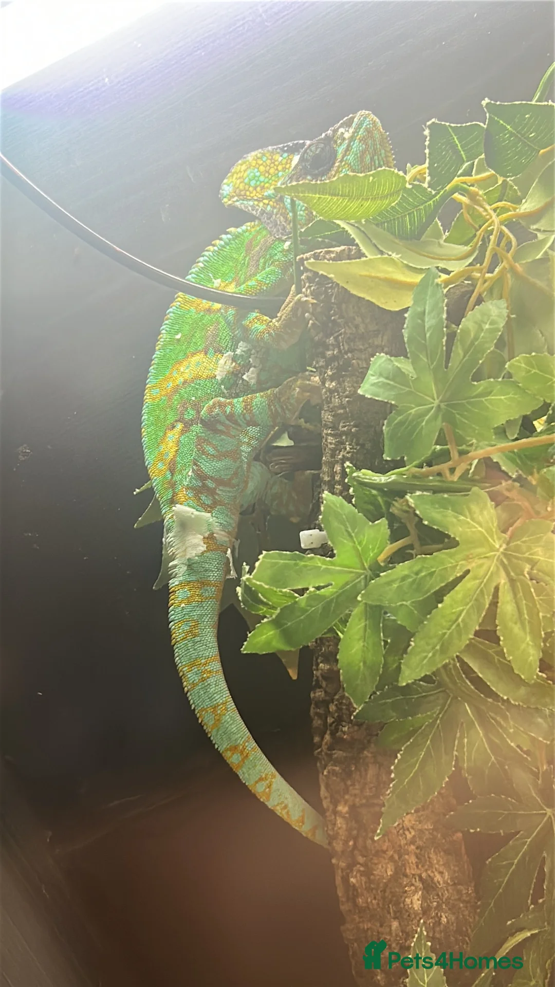 Chameleon reptiles for sale: Forsale  in Caerphilly - Advert 1