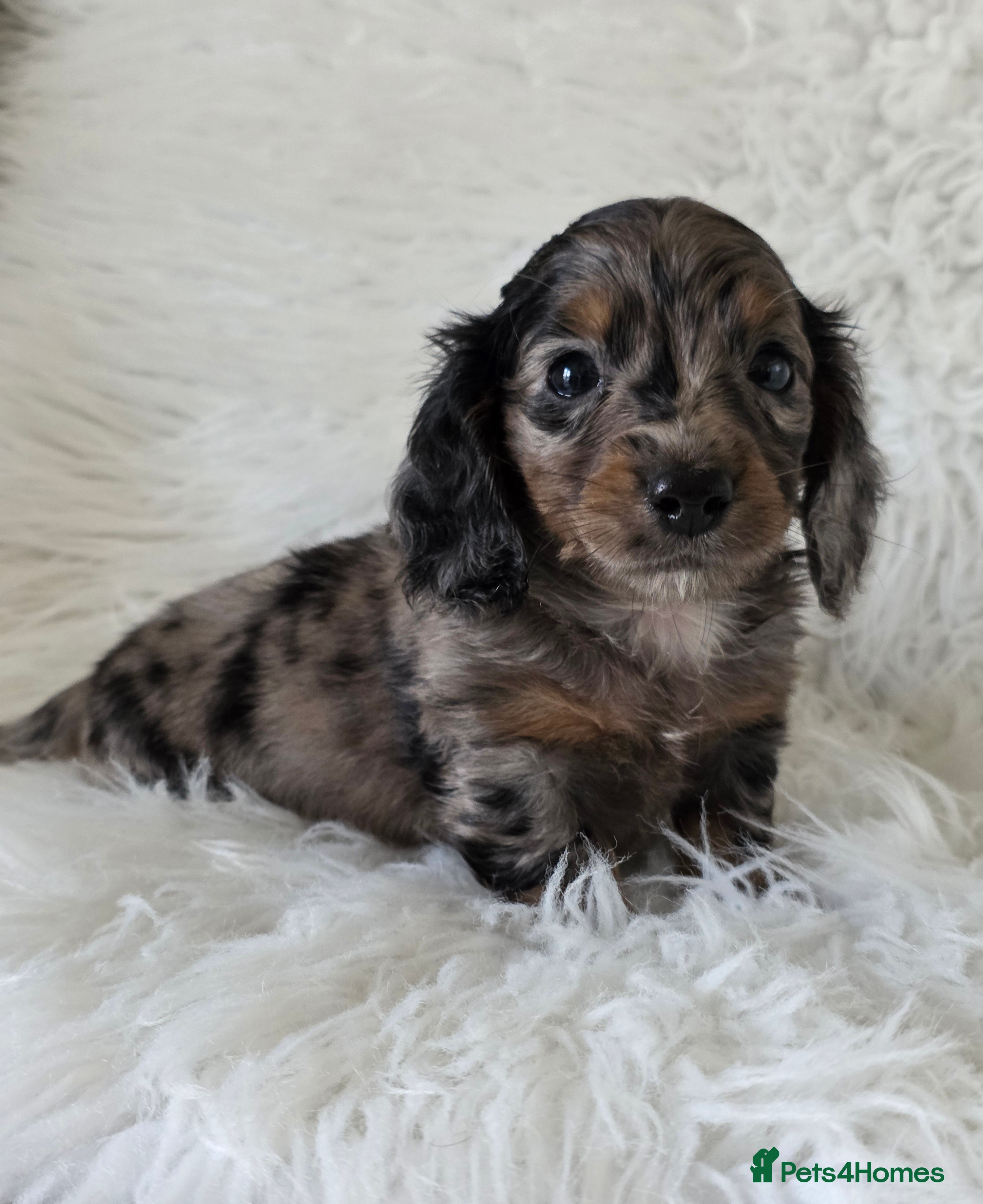 Miniature Dachshund dogs KC reg, gorgeous litter.5* Licensed. READY NOW  - Advert 1