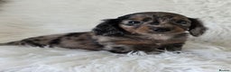 Miniature Dachshund dogs for sale: KC reg, gorgeous litter.5* Licensed. READY NOW  - Advert 1
