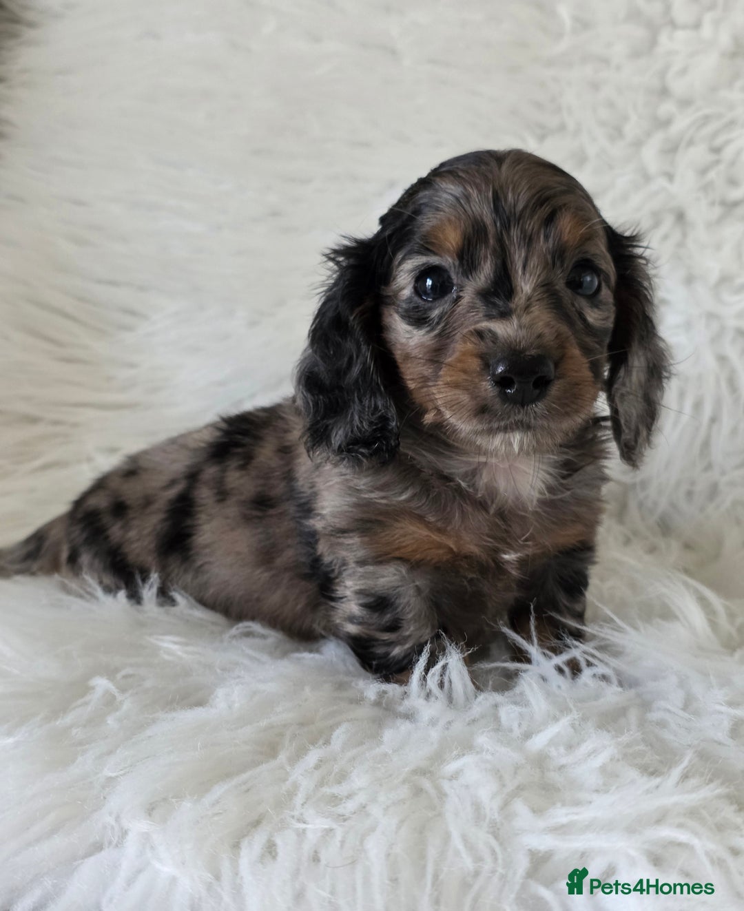Miniature Dachshund dogs for sale: KC reg, gorgeous litter.5* Licensed. READY NOW  - Advert 1