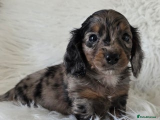 Miniature Dachshund dogs KC reg, gorgeous litter.5* Licensed. READY NOW - Advert 2