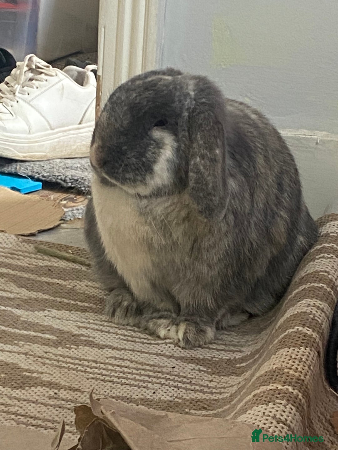 Mini Lop rabbits for sale: Sherlock neutered male (4 y/o) - Advert 3