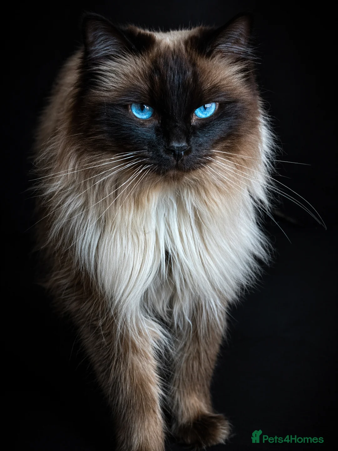 Ragdoll cats for stud: Champion Line Fife & GCCF registered for stud - Advert 1