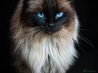 Ragdoll cats Champion Line Fife & GCCF registered for stud - Advert 1