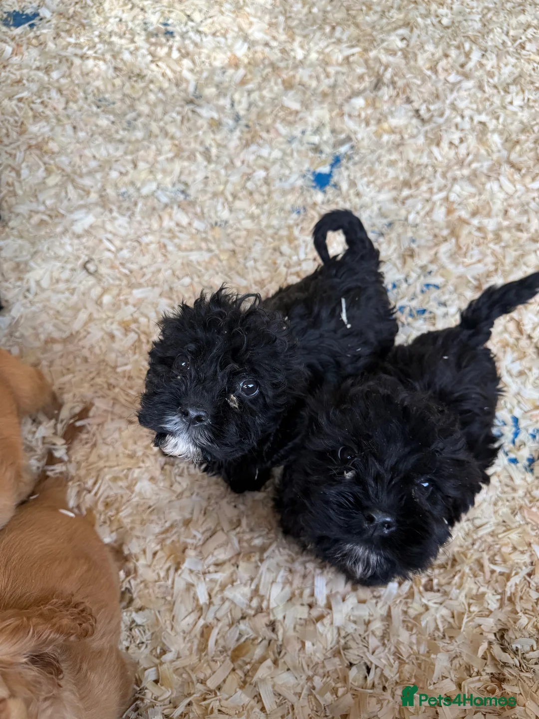 Mixed Breed dogs for sale: Lovely Cavapoos READY NOW apricot and black/white  - Advert 15