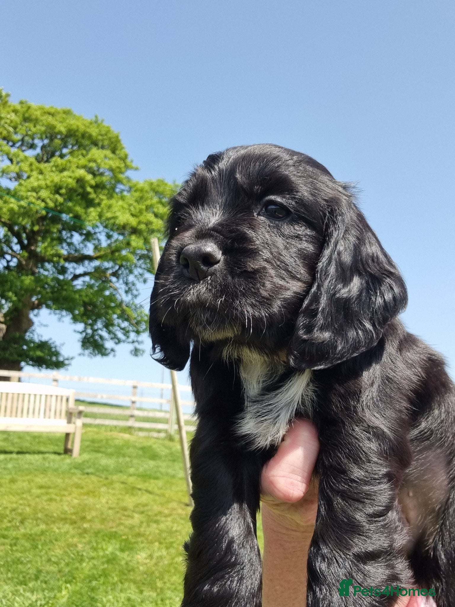 Cocker Spaniel dogs KC Working Bred Cocker Spaniel Puppies - Advert 1