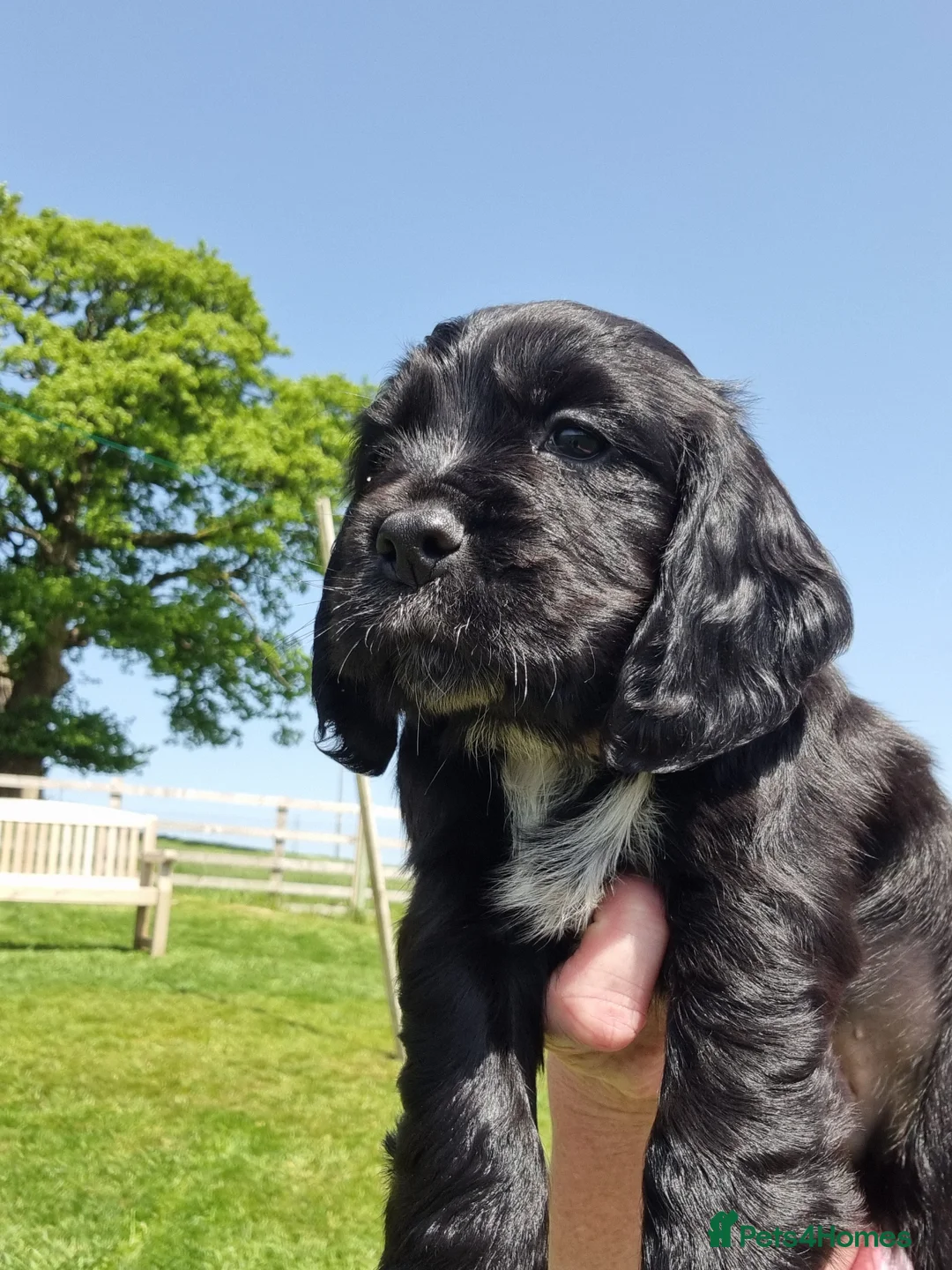 Cocker Spaniel dogs for sale: KC Working Bred Cocker Spaniel Puppies - Advert 1