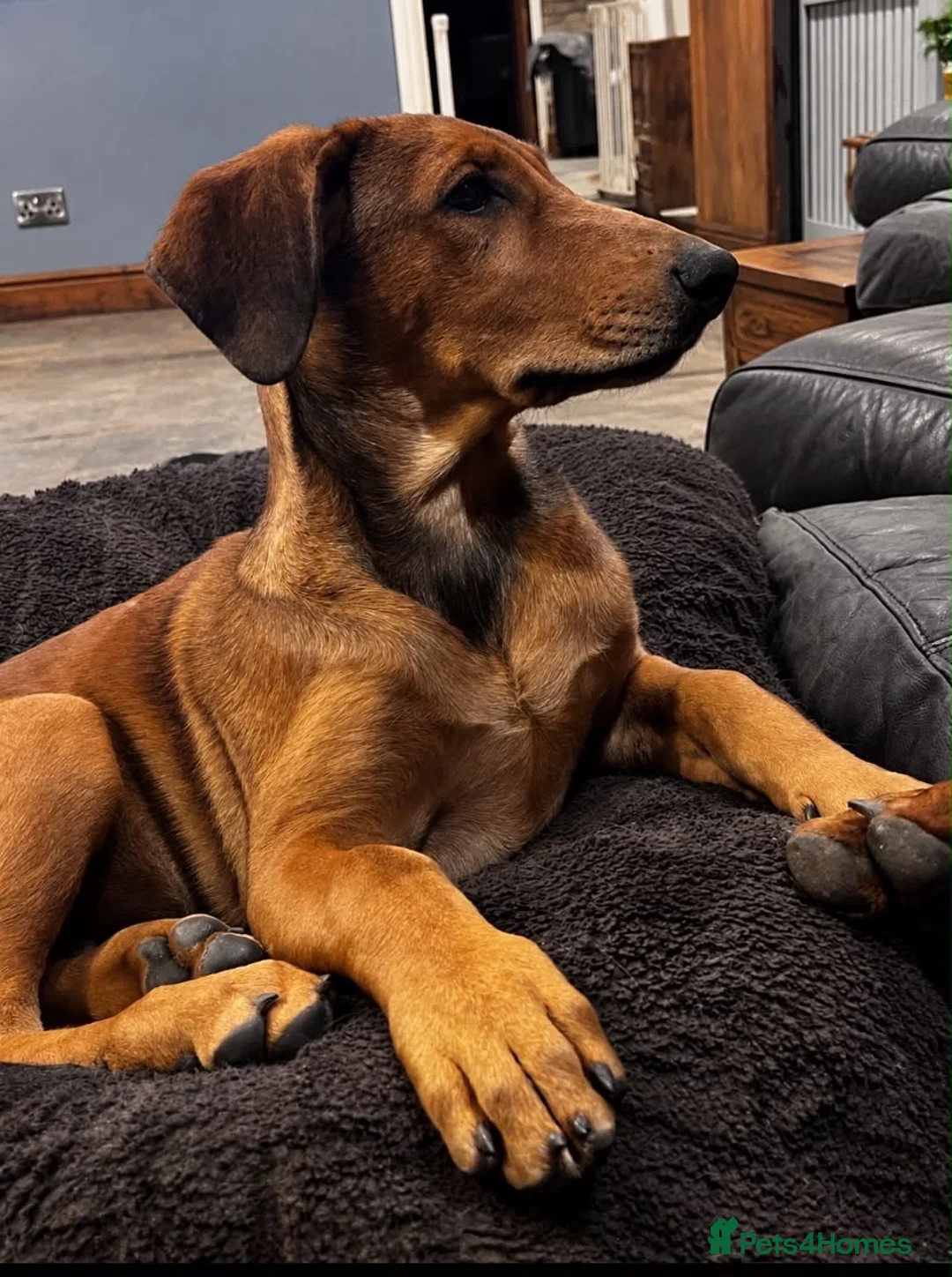 Belgian Shepherd Dog dogs for sale: Belgian Malinois X Dobermann - Advert 1