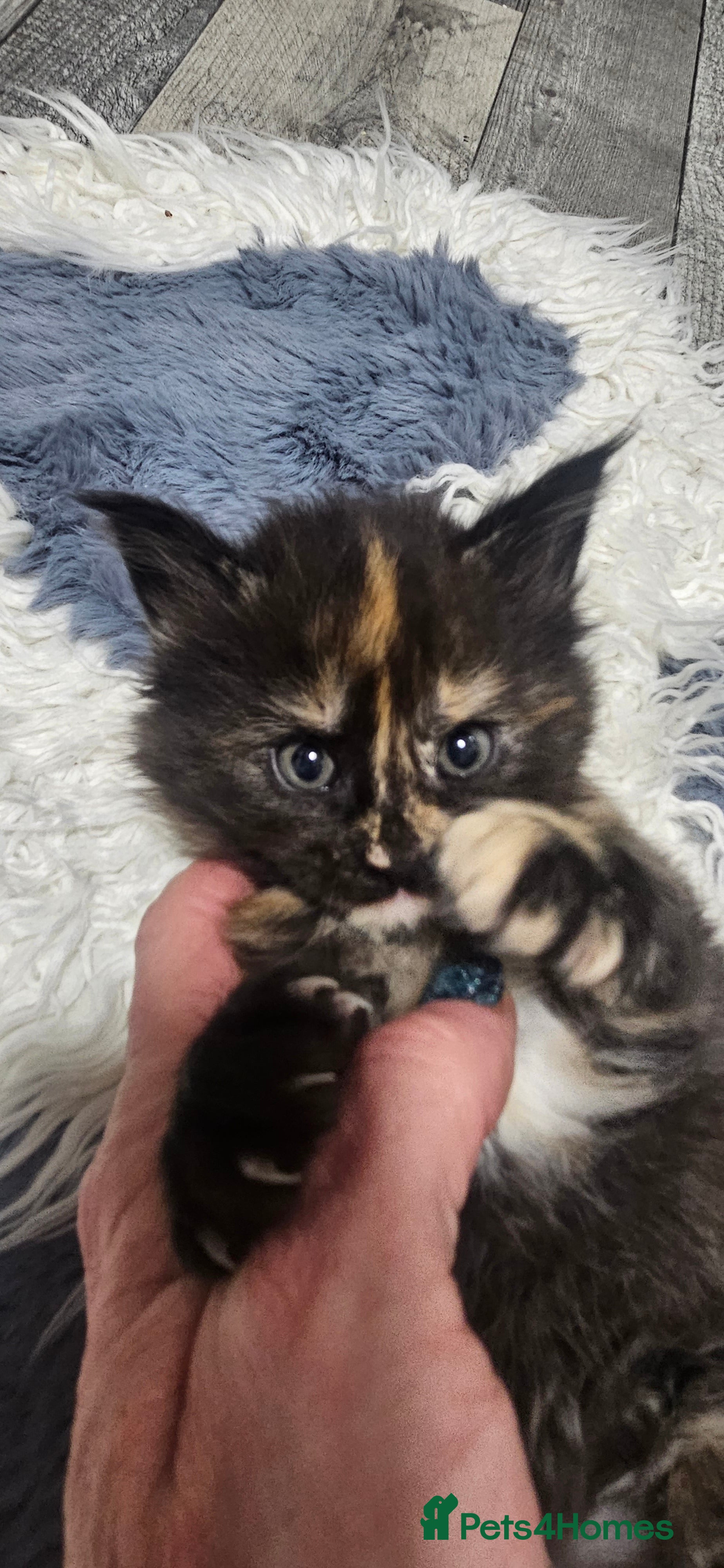 Maine Coon cats Beautiful outstanding tica registered maine coons  - Advert 13