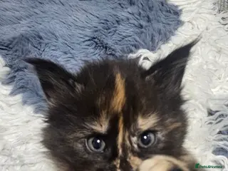 Maine Coon cats Beautiful outstanding tica registered maine coons - Advert 13