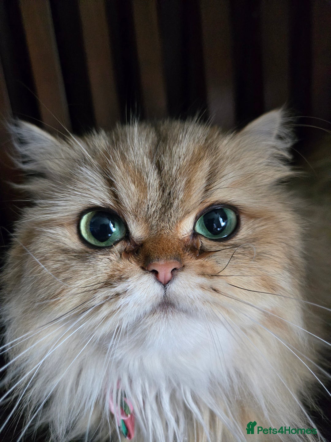 Persian cats for sale: 🪙 😺Golden Persian Chinichila Girl Left  - Image 6