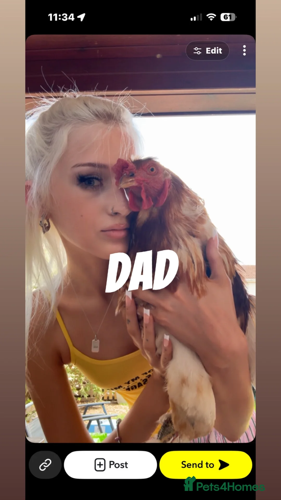 Chickens poultry for sale: young friendly cockerel  - Advert 7