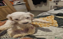 Bichon Frise dogs for sale: Bichon frise  - Image 3