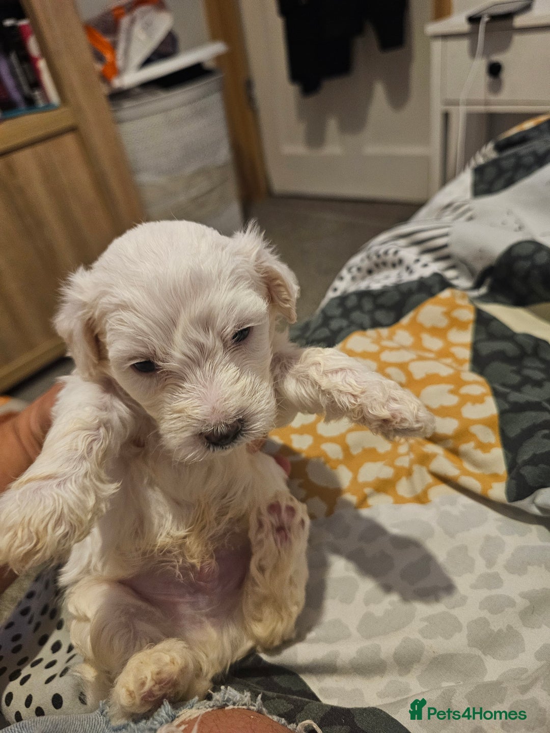 Bichon Frise dogs for sale: Bichon frise  - Image 3