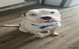 Mixed Breed dogs for sale: Dexter  - Image 1