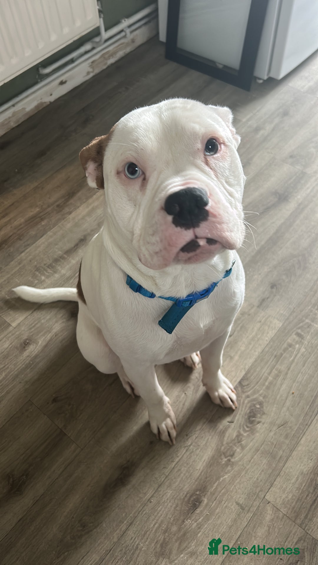 Mixed Breed dogs for sale: Dexter  - Image 1