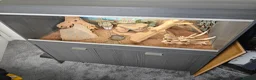 Bearded Dragon reptiles for sale: Bearded dragon for sale - Advert 18