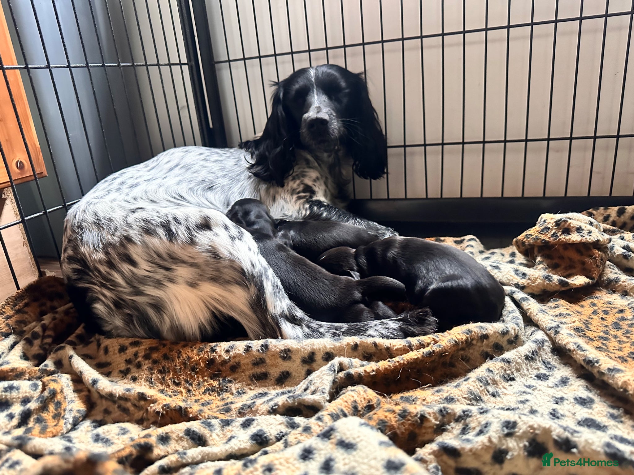Sprocker dogs Sprocker x Working Cocker Spaniel  - Advert 2