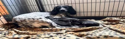 Sprocker dogs for sale: Sprocker x Working Cocker Spaniel  - Advert 1