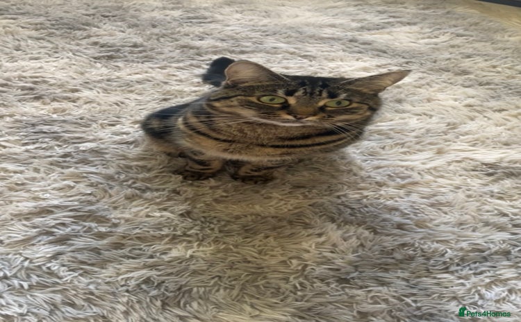 Domestic Shorthair cats - Advert 2