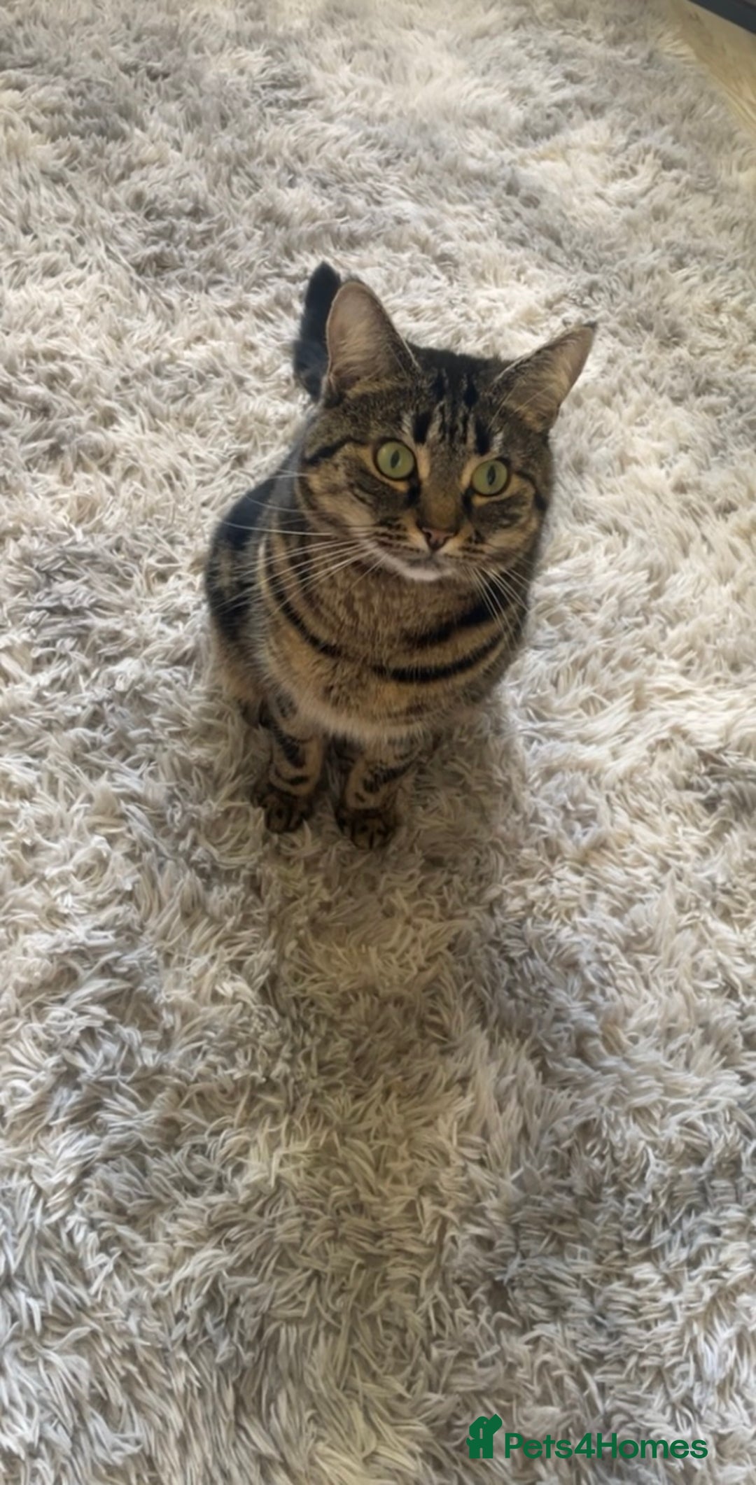 Domestic Shorthair cats for sale: Affectionate 3 yo female cat - Image 1