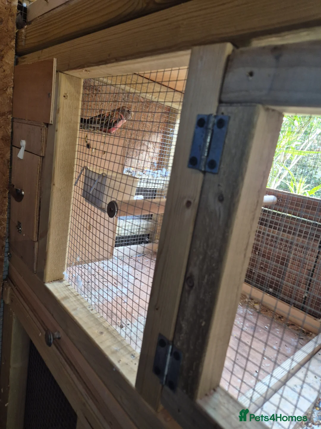Parakeets birds for sale: rosa bourkes blue bloodline in Chelmsford - Advert 2