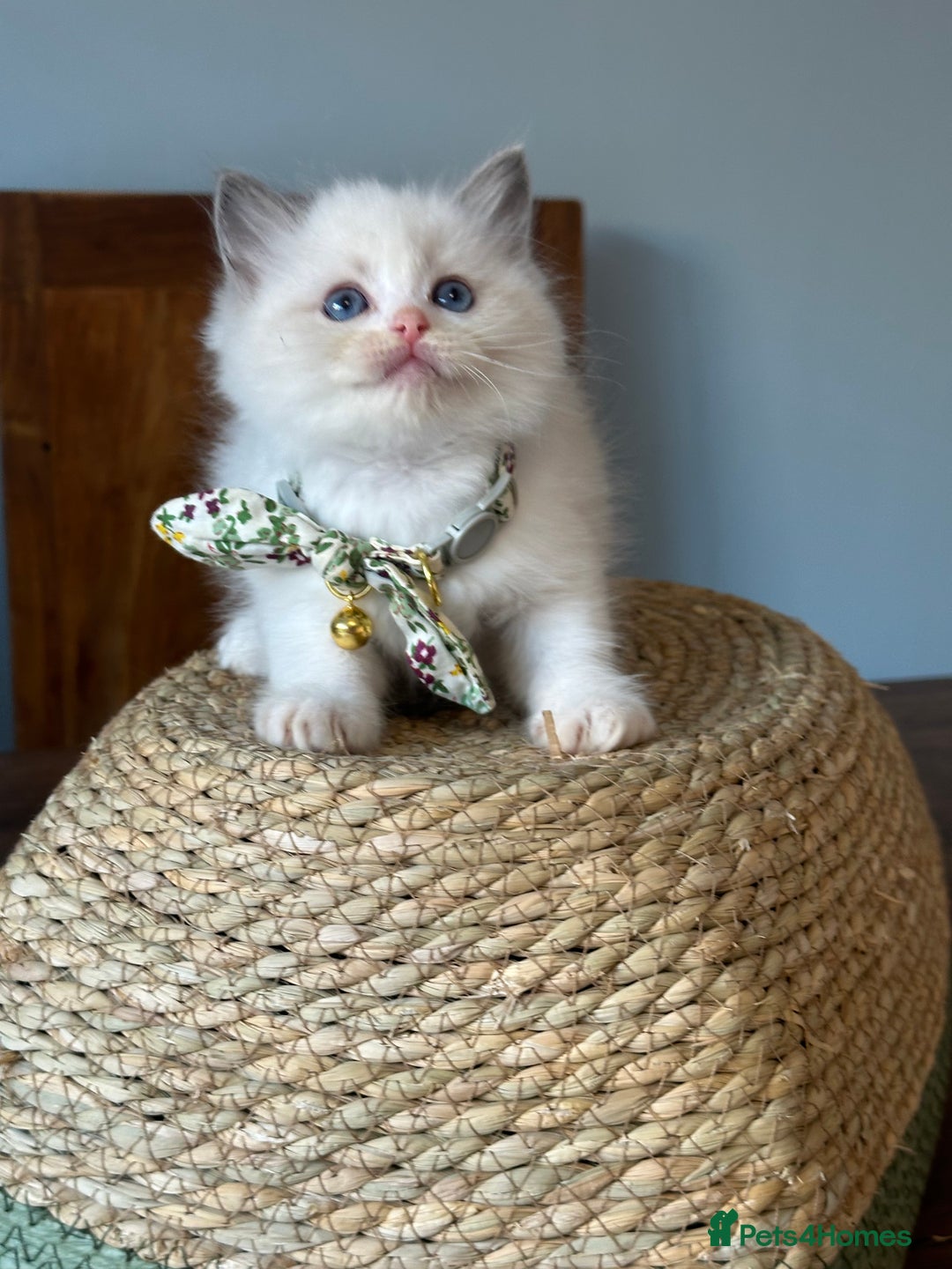Ragdoll cats for sale: TICA Registered Ragdoll Kittens - Image 20