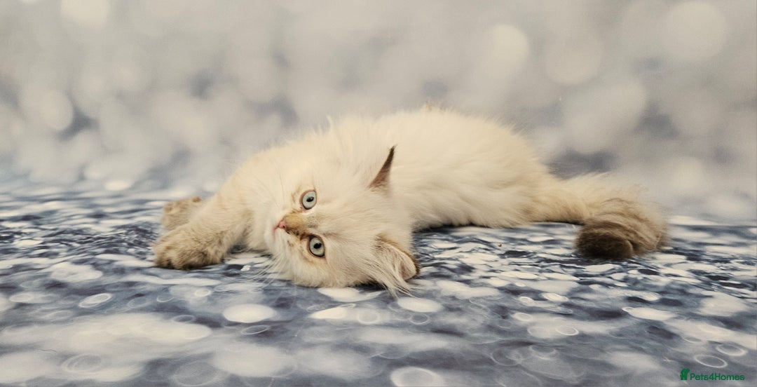 British Longhair cats for sale: Excellent Scottish straight Highland Kittens - Image 20