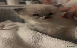 Ragdoll cats for sale: Ragdoll kitten  - Image 1