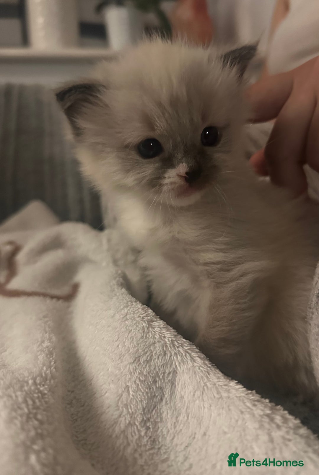 Ragdoll cats for sale: Ragdoll kitten  - Image 1