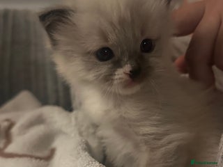 Ragdoll cats for sale - Advert 1