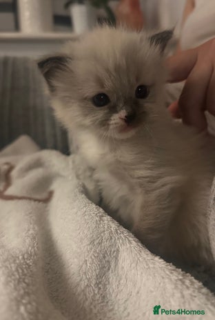 Ragdoll cats - Advert 5