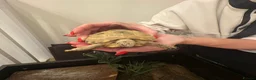 Tortoise reptiles for sale: Horsefield Tortoise in York - Advert 3