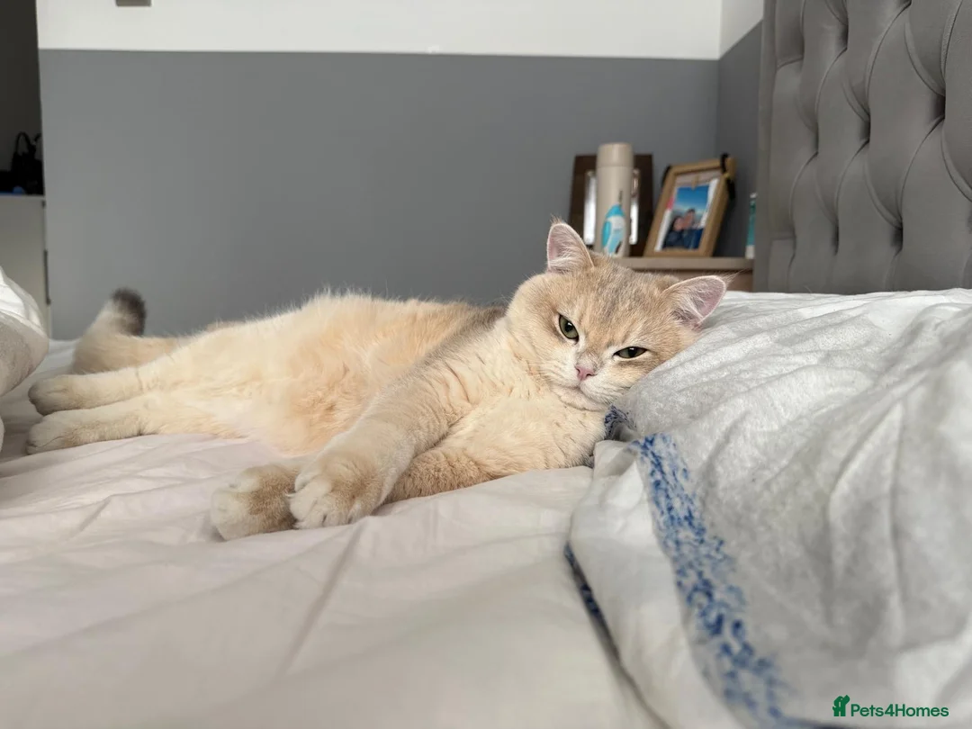 British Shorthair cats for stud: Leo looking for girls  in Edinburgh - Advert 7