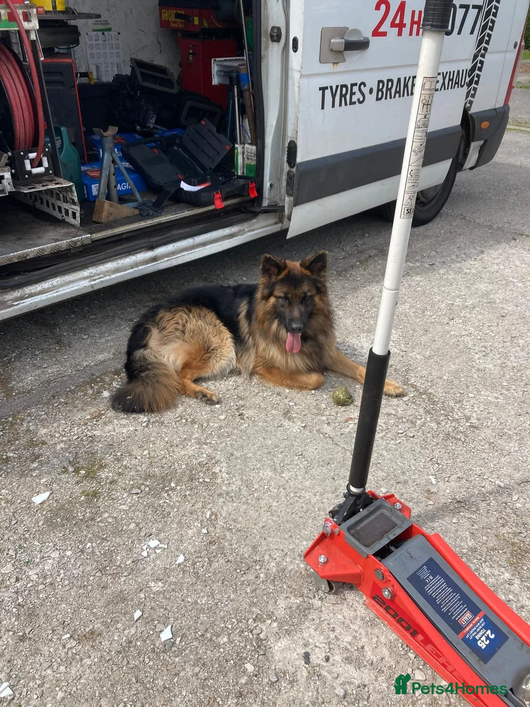 German Shepherd dogs for sale: Kc registered male German shepherd - Advert 2