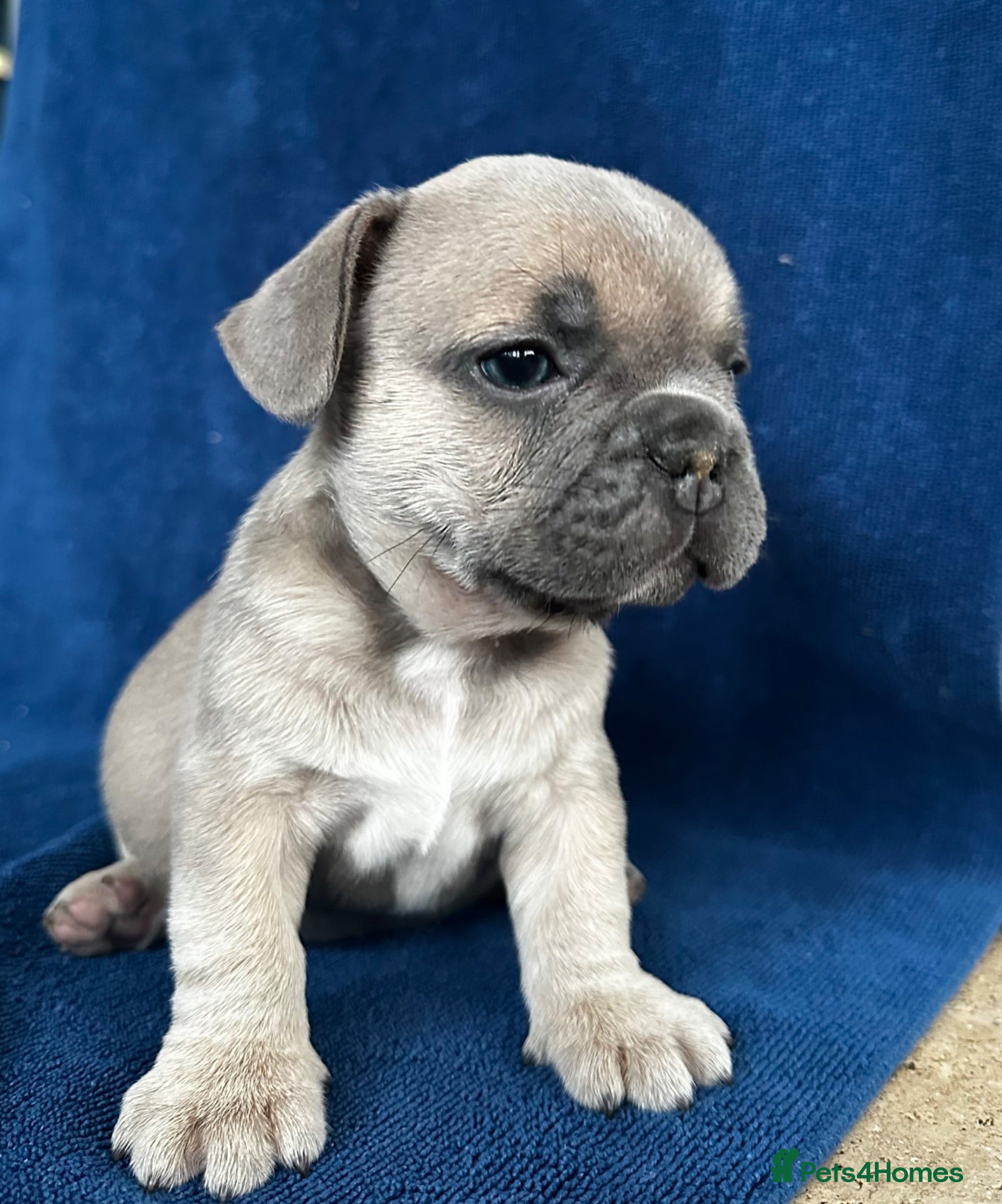 French Bulldog dogs Sweetest pups ready this weekend! - Advert 12
