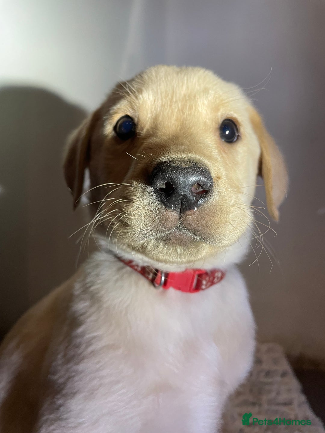 Labrador Retriever dogs for sale: Reduced to 1200 Ready to go now   - Advert 16