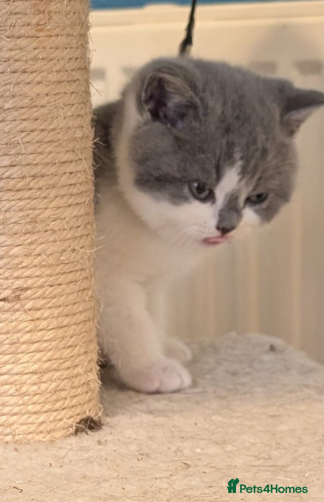 British Shorthair cats for sale: Stunning pedigree British short hair kittens  - Advert 24