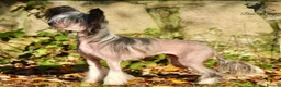 Chinese Crested dogs for sale: ✨ Planned Chinese Crested Litter – Summer 2026 ✨ - Advert 3