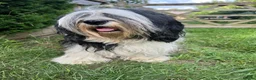 Polish Lowland Sheepdog dogs for sale: Rare Polish Lowland Sheepdog puppy girl available. - Advert 11