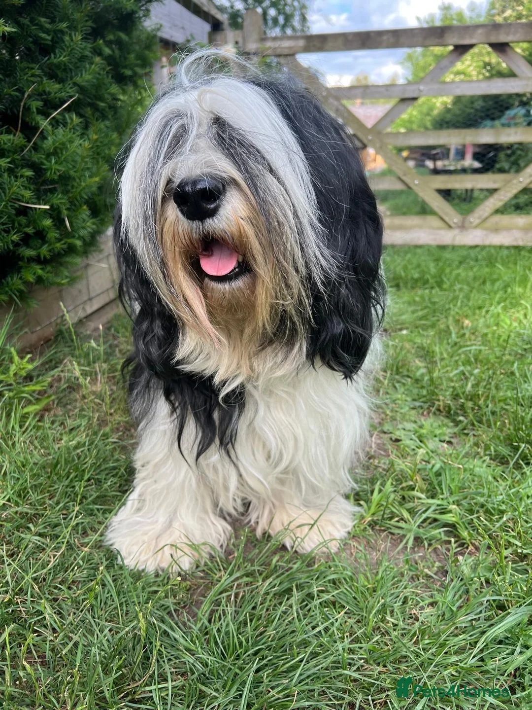 Polish Lowland Sheepdog dogs for sale: Rare Polish Lowland Sheepdog puppy girl available. - Advert 11