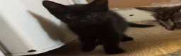 Mixed Breed cats for sale: Beautiful kittens  - Advert 11