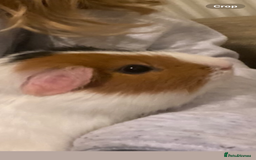 Guinea Pig rodents for sale: Wiggie Guinea pig - Image 7