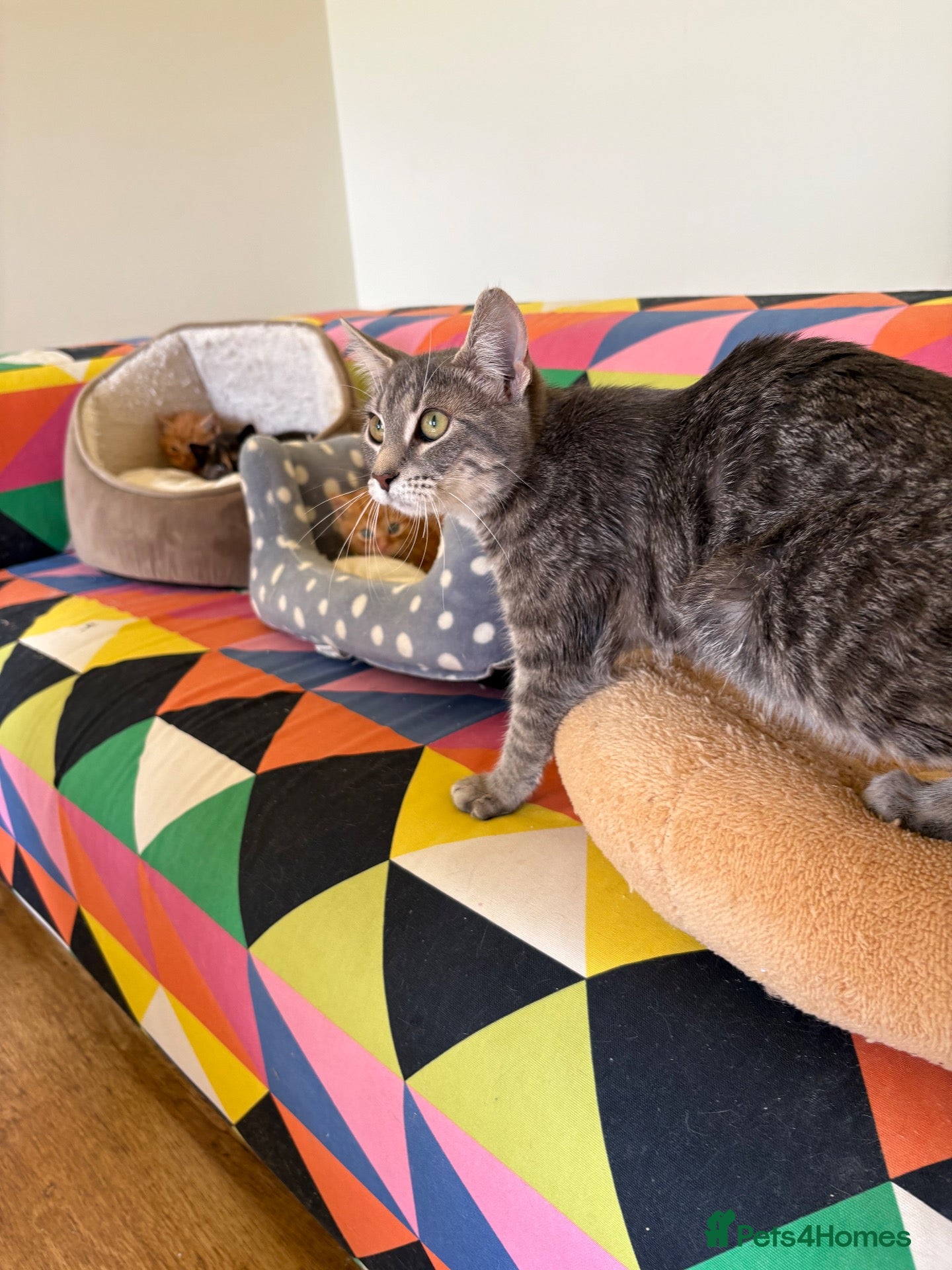 Mixed Breed cats Beautiful friendly baby  - Advert 2
