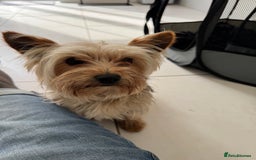 Yorkshire Terrier dogs for sale: Yorkshire Terrier pup 1 year old - Image 3